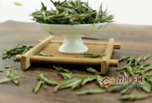 齐头山霍山黄芽，值得选购的好茶！-茗扬网