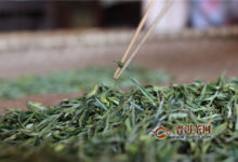 霍山黄芽闷黄茶，闷黄是黄茶加工的关键工序！-茗扬网