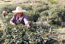 霍山黄芽什么时候采摘?在谷雨前清明后!-茗扬网