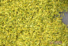 名茶君山银针产地，产地环境-茗扬网