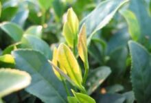 海马宫茶的产地-茗扬网