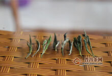 黄小茶的代表是北港毛尖、平阳黄汤等！-茗扬网