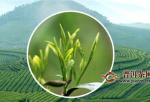 平阳黄汤的特点：“黄叶黄汤”、“浓而不涩，厚而甜醇”-茗扬网