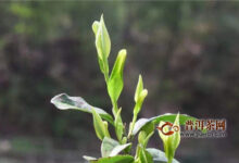 平阳黄汤怎么做？平阳黄汤加工技术要点！-茗扬网