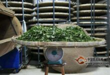 平阳黄汤制茶工艺-茗扬网