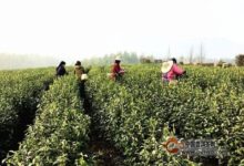 平阳黄汤茶的发源地-茗扬网