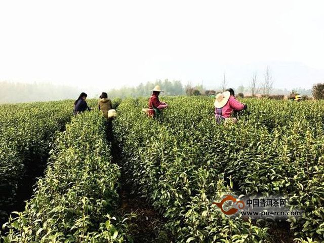 平阳黄汤茶的发源地