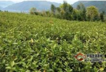 平阳黄汤茶产地-茗扬网