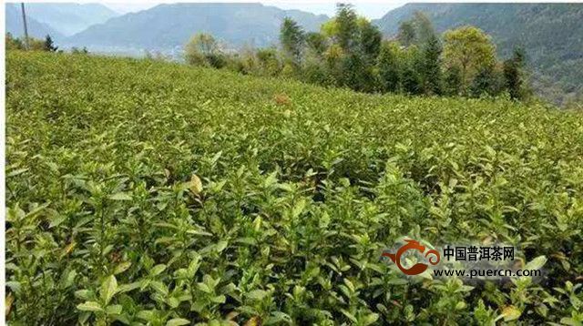 平阳黄汤茶产地