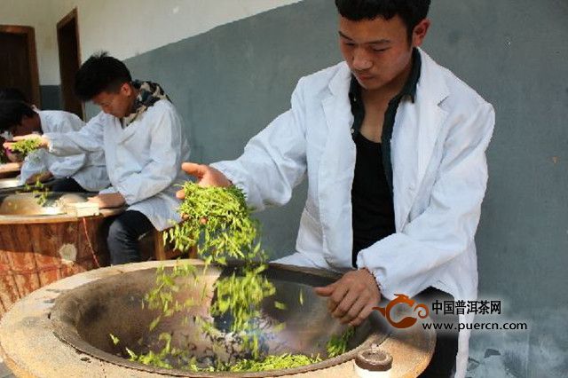 平阳黄汤茶产地