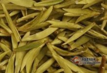 平阳黄汤属于不发酵茶吗-茗扬网