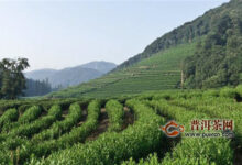广东大叶青产地， 产自广东韶关、肇庆、湛江等县市！-茗扬网