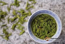 广东大叶青的药用价值-茗扬网