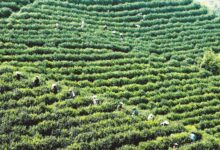 广东大叶青茶的制作工序-茗扬网