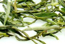 广东大叶青是青茶？还是黄茶？-茗扬网