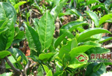 霍山黄大茶，又名皖西黄大茶！-茗扬网