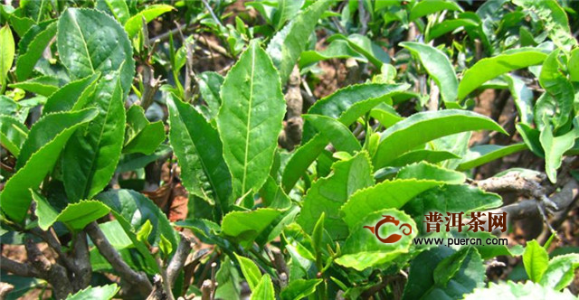 霍山黄大茶，又名皖西黄大茶！