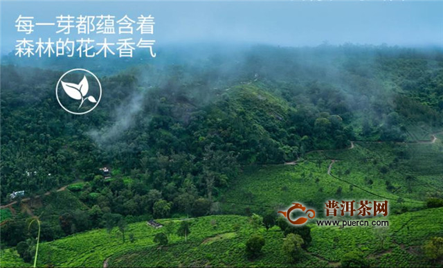 霍山黄大茶，又名皖西黄大茶！