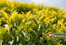 皖西黄大茶的产地-茗扬网