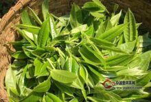 皖西黄大茶加工工序-茗扬网