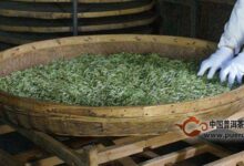 沩江白毛尖的加工工序-茗扬网