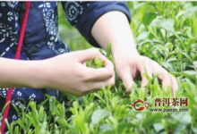 远安黄茶产地介绍-茗扬网