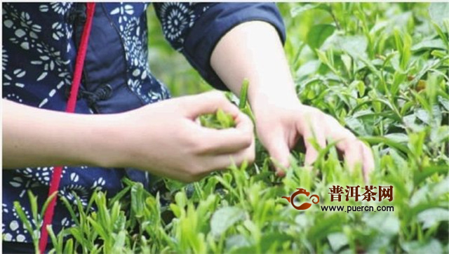 远安黄茶产地介绍