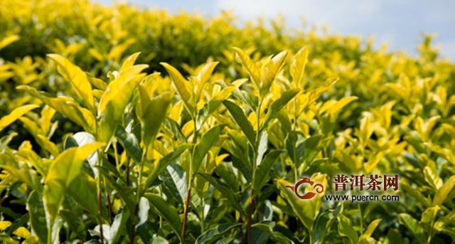 远安黄茶产地介绍