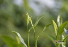 北港毛尖茶叶的功效与作用-茗扬网