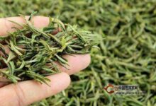 北港毛尖如何保存-茗扬网