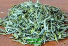 北港毛尖属于什么茶 北港毛尖的功效与作用-茗扬网