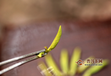 蒙顶黄芽贵吗？价格是多少？-茗扬网