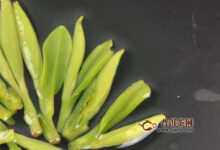 蒙顶黄芽做法，蒙顶黄芽的加工工艺！-茗扬网