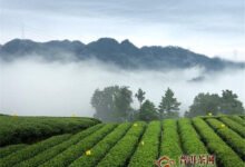 蒙顶黄芽属于什么茶？是黄茶中的极品-茗扬网