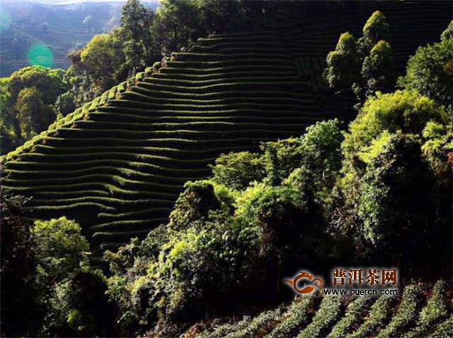 蒙顶黄芽的产地：四川省名山县蒙顶山山区
