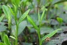 什么是鹿苑毛尖?鹿苑毛尖有何功效-茗扬网