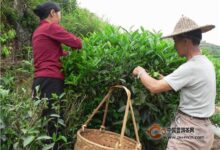 通天岩茶采制工艺-茗扬网