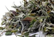 牡丹和白牡丹的区别-茗扬网