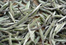白牡丹茶的功效与作用 多少钱一斤-茗扬网