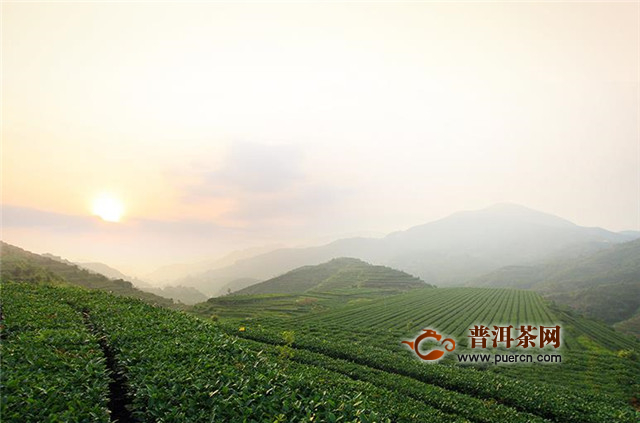 什么是寿眉茶？以菜茶有性群体茶树芽叶制成的白茶