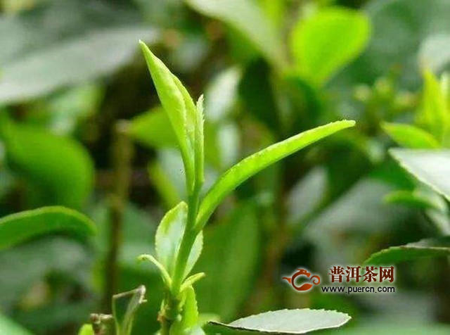 寿眉茶产自哪里