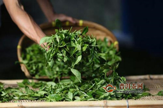 寿眉茶产自哪里