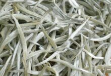 云南白毫银针的口感与特点 喝云南白毫银针的好处-茗扬网