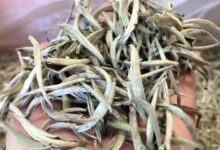 云南白毫银针的口感与特点-茗扬网