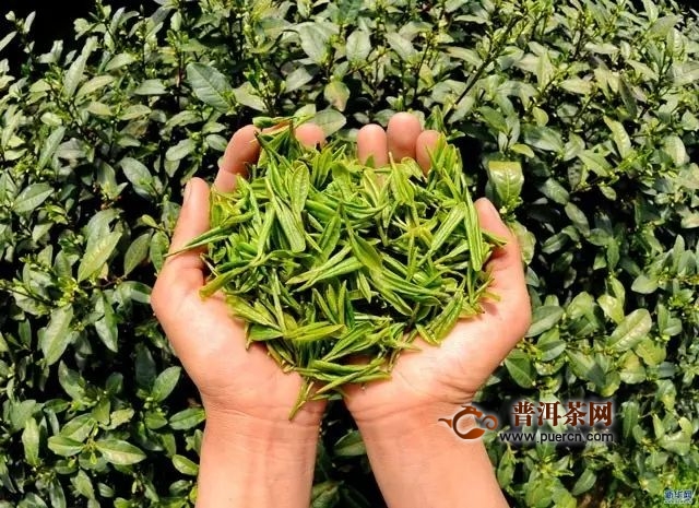 福鼎白茶：白毫银针的介绍