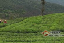 贡眉采制工艺-茗扬网