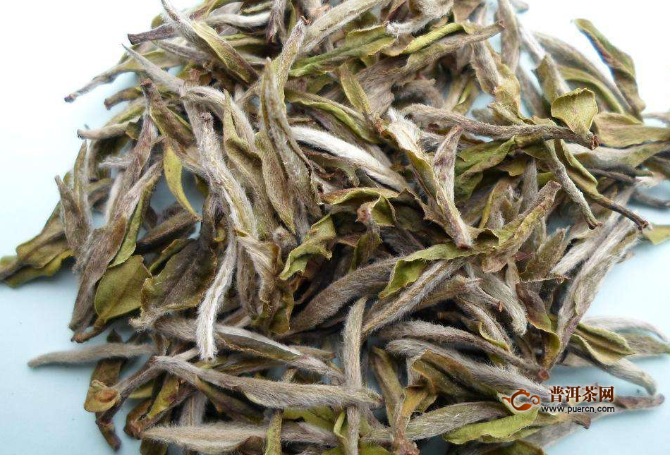 新白茶可以煮吗？新白茶怎么冲泡