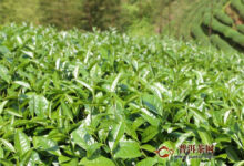 水金龟武夷岩茶的功效,对预防身体的疾病有作用!-茗扬网