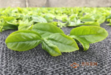 凤凰单枞鸭屎香的功效,有5大功效!-茗扬网