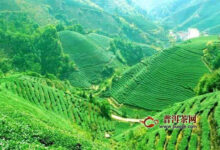 乌岽单丛茶是什么茶？好喝的凤凰单丛！-茗扬网